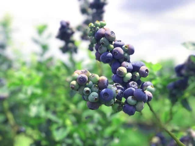 {(ln)ݮ_(ki)r(nng)a(chn)ƷԴu(y)ƷAЈ(chng)ه